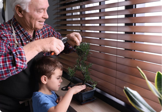 Abuelo y nieto podando un bonzai